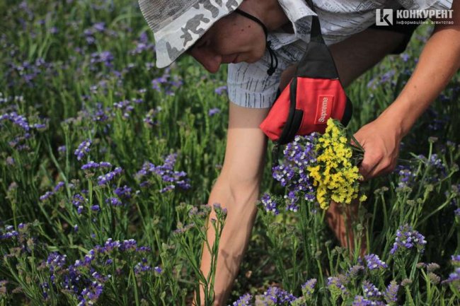 Яскрава квітка півдня: як поблизу Луцька родина вирощує красивий сухоцвіт. ФОТО