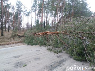 На Волині буревій звалив дерево