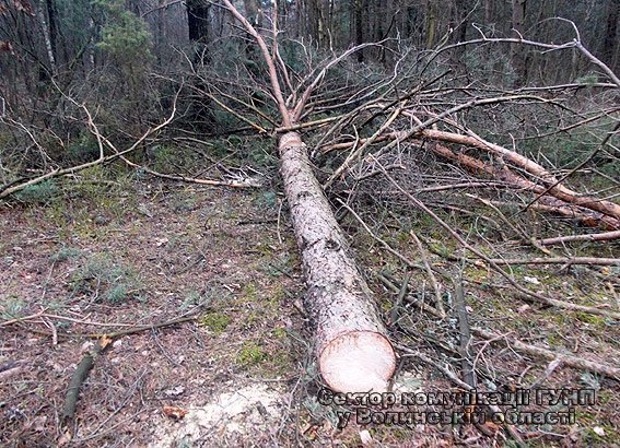 У Старовижівському районі крали ліс. ФОТО