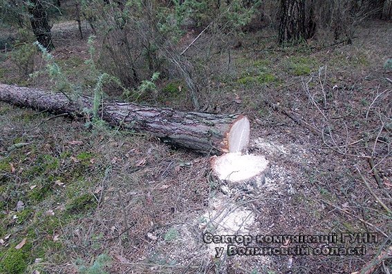 У Старовижівському районі крали ліс. ФОТО