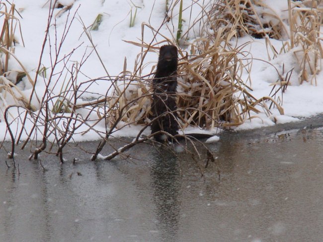 У нацпарку на Волині мешкають норки. ФОТО