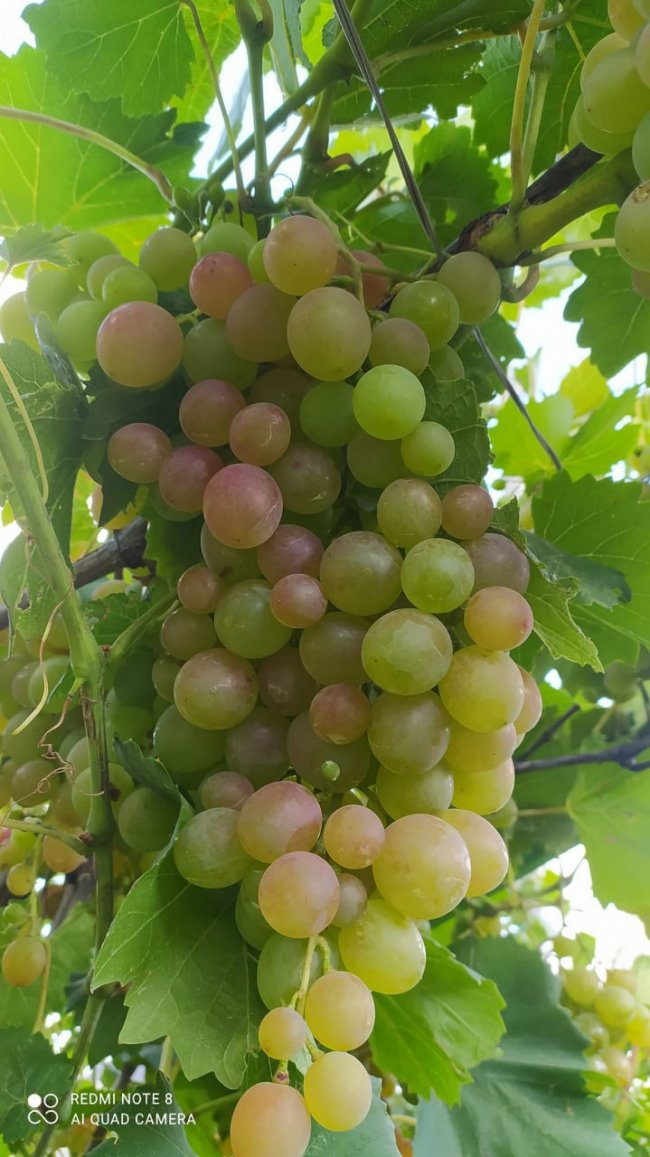 Назви вивчив навіть чоловік: волинянка вирощує близько 250 сортів квітів. ФОТО