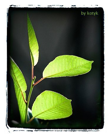 Фотовиставка Олександра Котиса