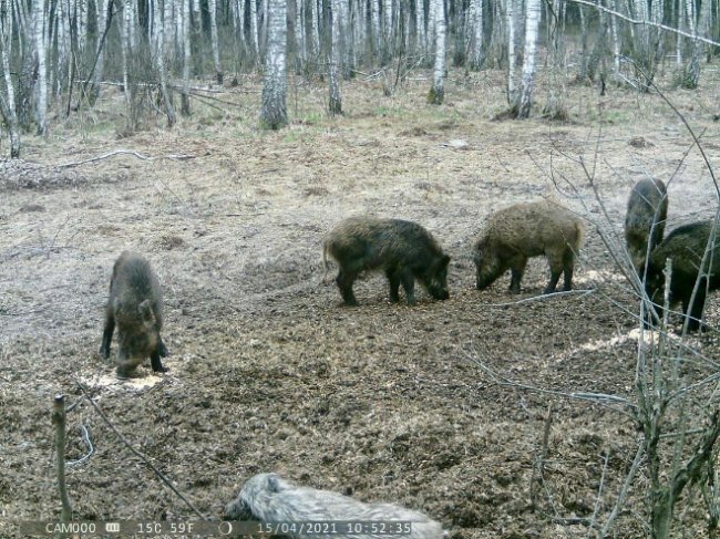 На Волині камера «впіймала» рідкісних журавлів. ФОТО