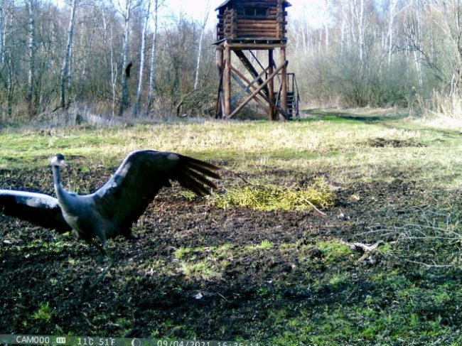 На Волині камера «впіймала» рідкісних журавлів. ФОТО