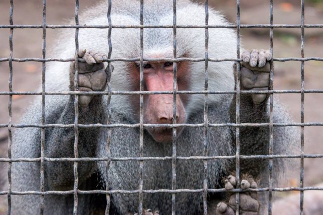 Рівненський звіринець на світлинах волинського фотографа. ФОТО
