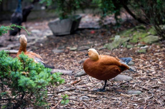Рівненський звіринець на світлинах волинського фотографа. ФОТО