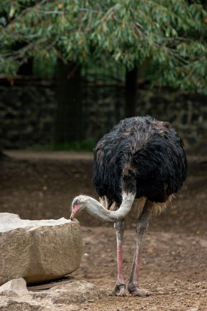 Рівненський звіринець на світлинах волинського фотографа. ФОТО
