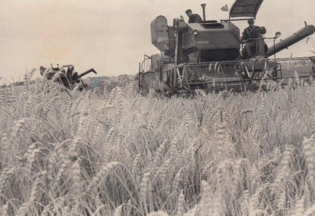 Збір пшениці, Локачинський р-н, 1965 р.