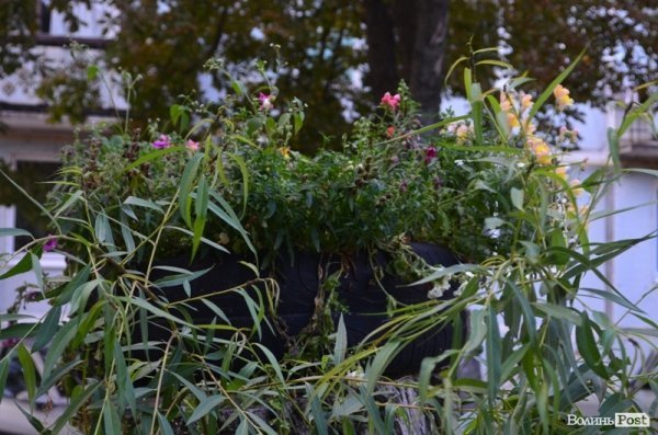 Місто, яке я люблю. Квіти Луцька