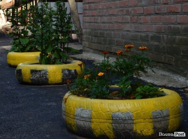 Місто, яке я люблю. Квіти Луцька