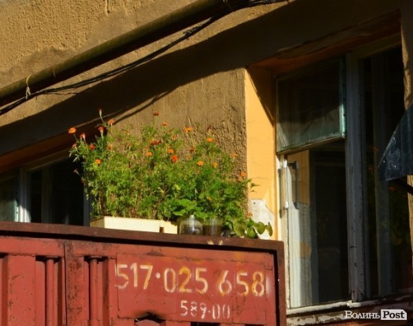 Місто, яке я люблю. Квіти Луцька