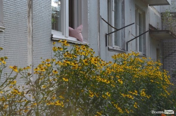 Місто, яке я люблю. Квіти Луцька