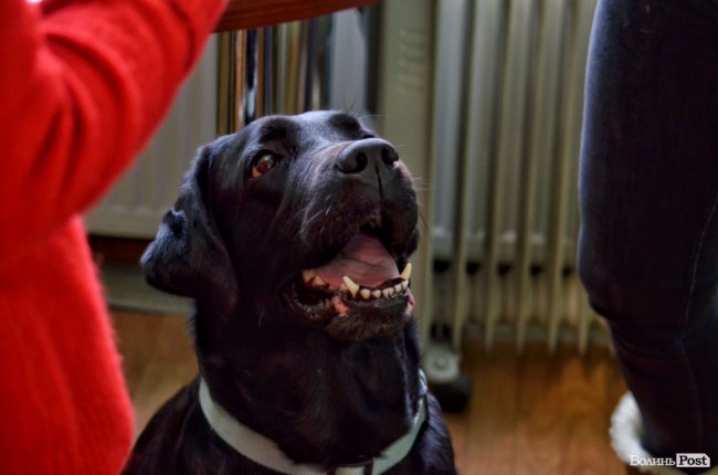 Англійська з лабрадором, пензликом чи фільмом: у луцькій школі іноземних мов «Джерело» влаштовують особливі уроки. ФОТО*