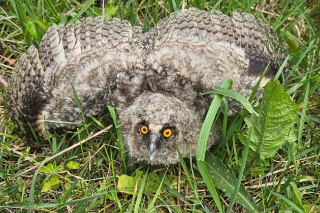 На Волині ветеринар виходив совеня, яке випало з гнізда. ФОТО