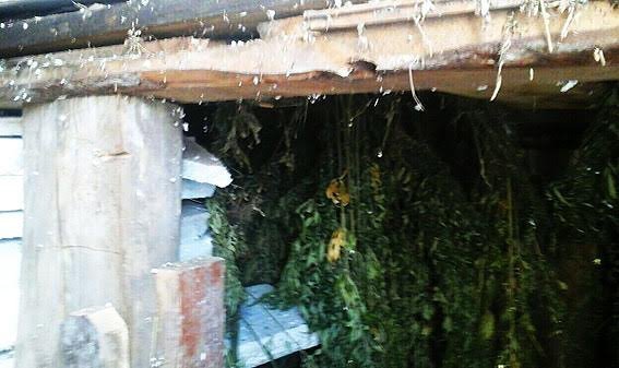 У Ратнівському районі виявили схованку конопель. ФОТО