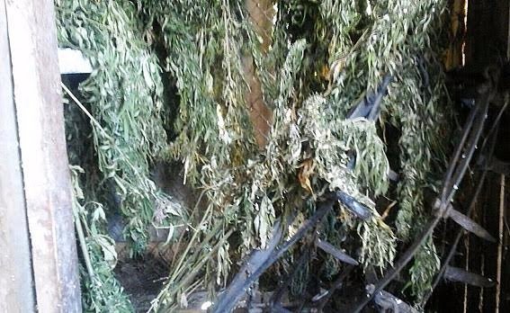 У Ратнівському районі виявили схованку конопель. ФОТО