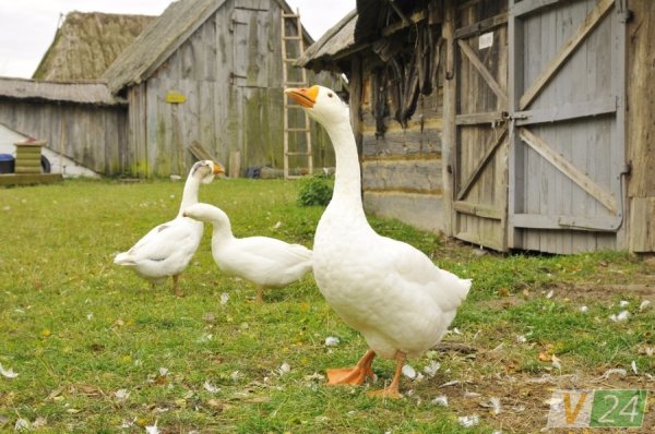 Луцький фотограф показав красу осені в музеї-скансені