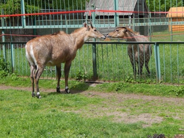 У луцькому зоопарку − новий мешканець. ФОТО