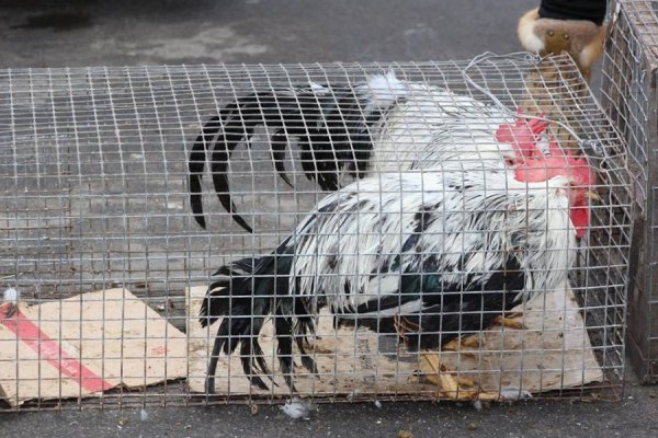Мед, ялинки, кролі: як ярмаркували у Володимирі