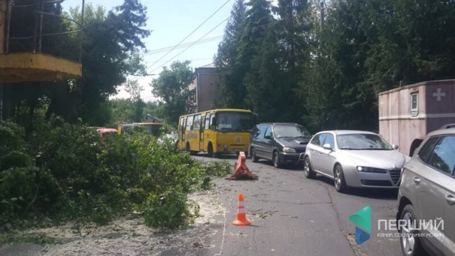 У центрі Луцька ремонтують вулицю і зрізають дерева. ФОТО