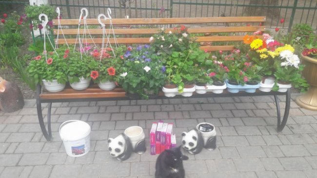 Луцький зоопарк перетворюють на квітучий сад