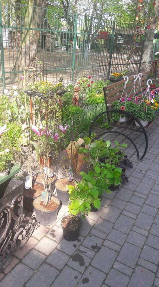 Луцький зоопарк перетворюють на квітучий сад
