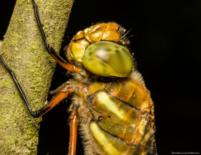 Волинський фотограф опублікував неймовірні макросвітлини комах та рослин
