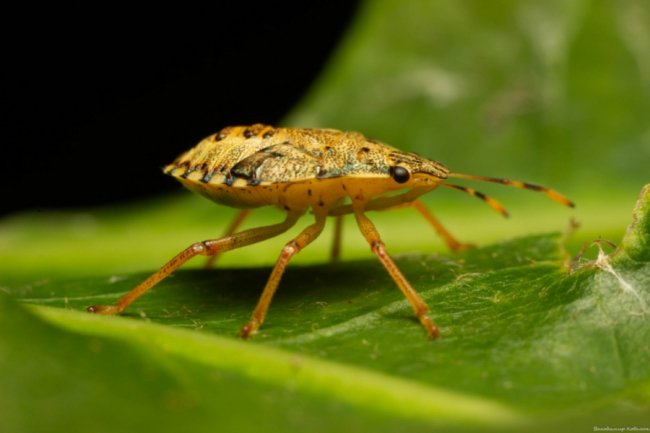 Волинський фотограф опублікував неймовірні макросвітлини комах та рослин