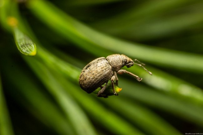 Волинський фотограф опублікував неймовірні макросвітлини комах та рослин