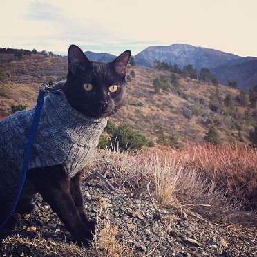 Добірка знімків котів, які подорожують зі своїми господарями. ФОТО