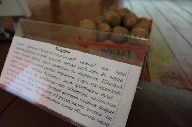 На Волині вирощують нові сорти картоплі за сучасною технологією. ФОТО