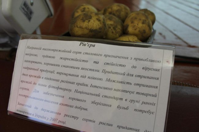 На Волині вирощують нові сорти картоплі за сучасною технологією. ФОТО