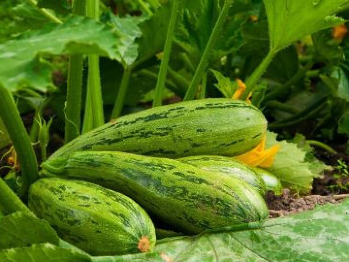 Чим підживити кабачки у червні для рясного плодоношення