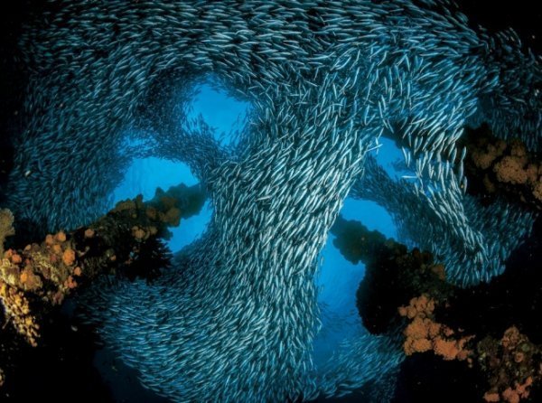 Залив Мілн, Папуа - Нова Гвінея © Джуліан Коен 