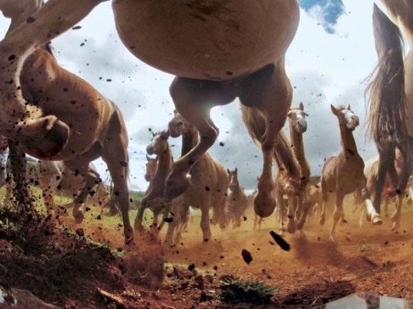 Креольські коні, Бразилія © Кріс Шмід 