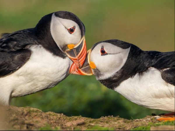 Атлантичні тупики, Великобританія © Денні Грін 