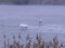 На волинському озері зимує півдесятка лебедів. ВІДЕО