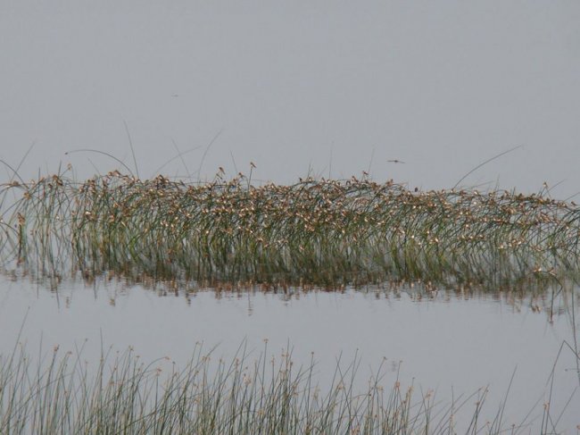 Маленькі і прудкі: пернаті мешканці нацпарку на Волині. ФОТО