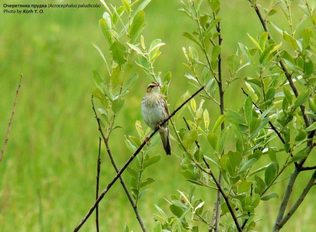 Маленькі і прудкі: пернаті мешканці нацпарку на Волині. ФОТО