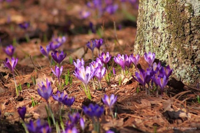На Закарпатті масово цвітуть чарівні крокуси. ФОТО