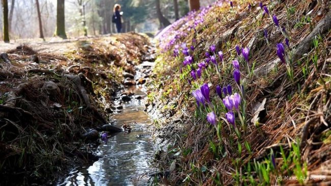 На Закарпатті масово цвітуть чарівні крокуси. ФОТО