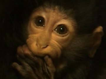 У луцькому зоопарку – поповнення. ФОТО, ВІДЕО