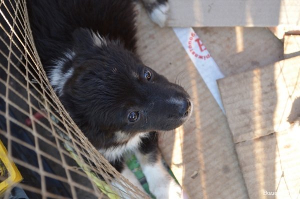 Як у Луцьку ловлять бродячих собак. ФОТО