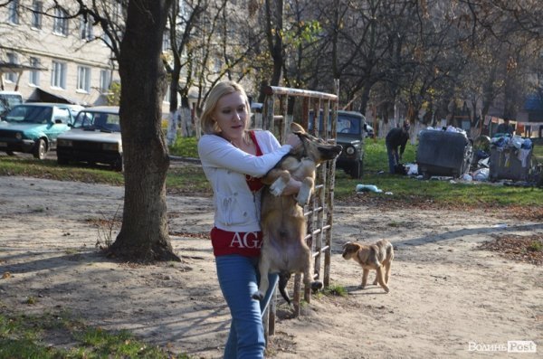 Як у Луцьку ловлять бродячих собак. ФОТО