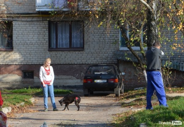 Як у Луцьку ловлять бродячих собак. ФОТО