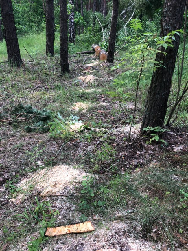 Волинянин незаконно зрізав дерева на території природно-заповідного фонду. ФОТО
