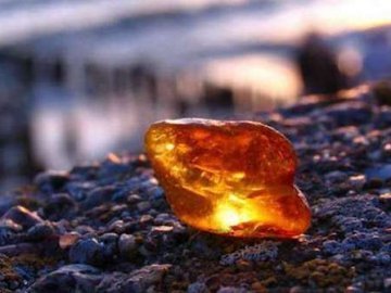 Волинські ліси почали активно охороняти від видобутку бурштину