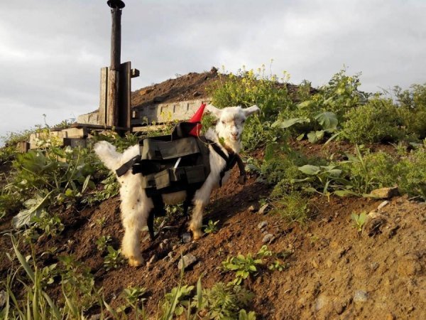 Фото з передової: військові та їх улюбленці. ФОТО