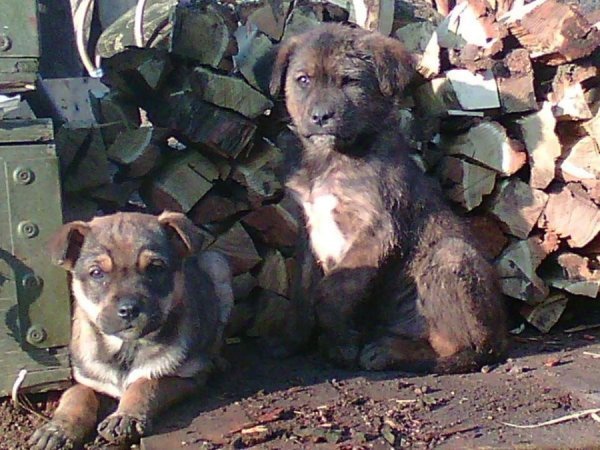 Фото з передової: військові та їх улюбленці. ФОТО